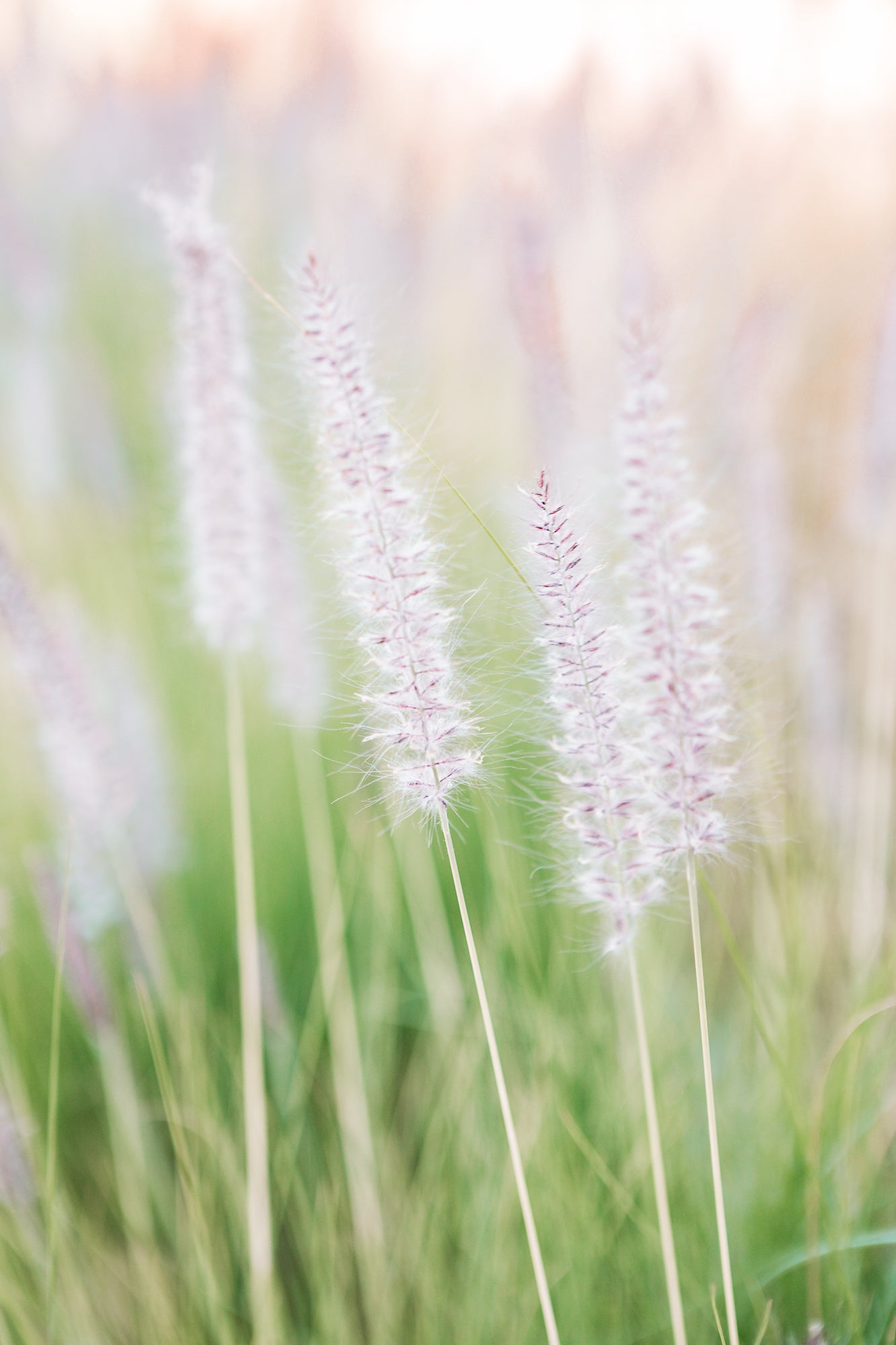 Lavender No.2, Jules Frazier Fine Art Photograph