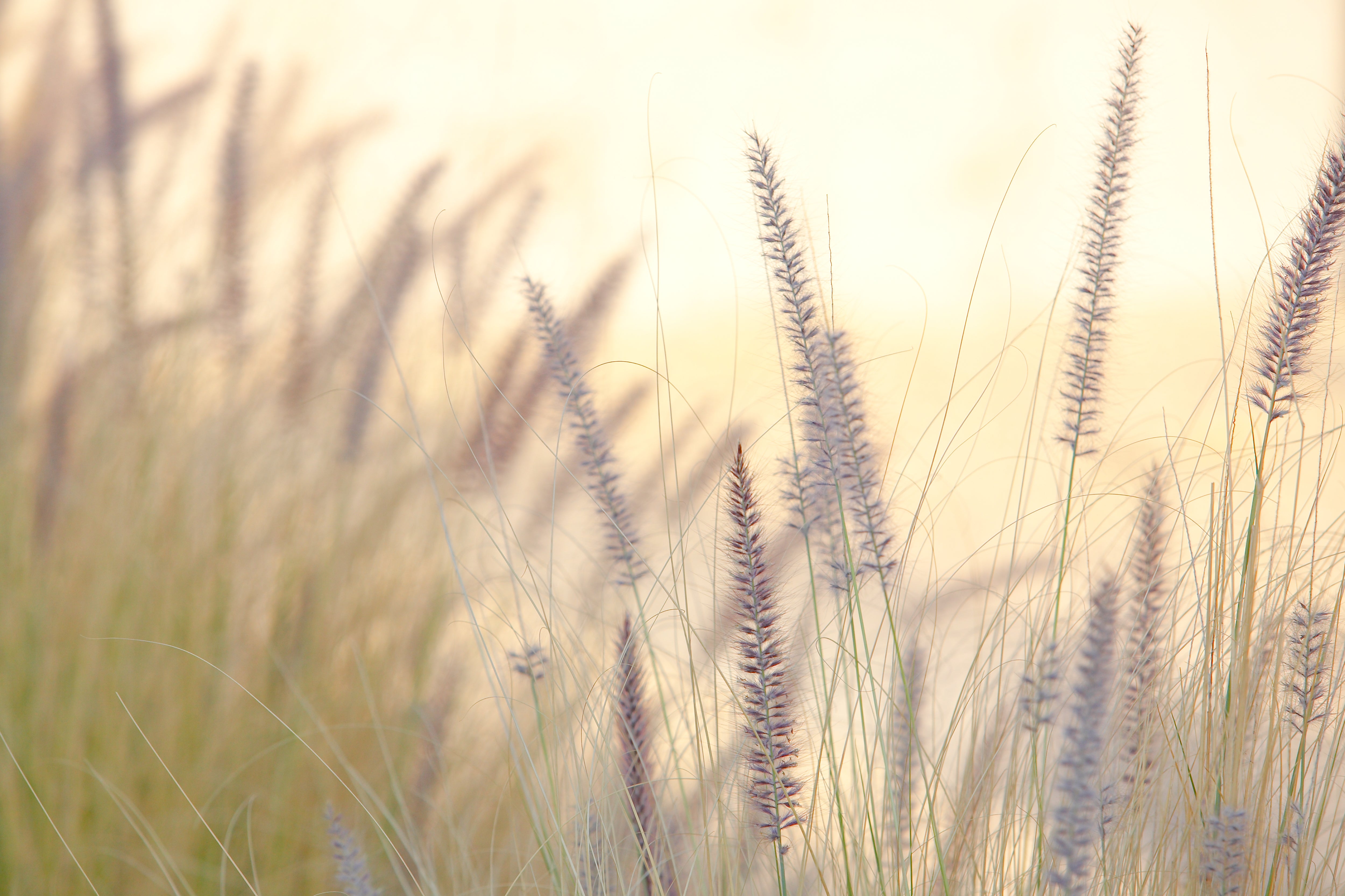 Lavender No.3, Jules Frazier Fine Art Photograph
