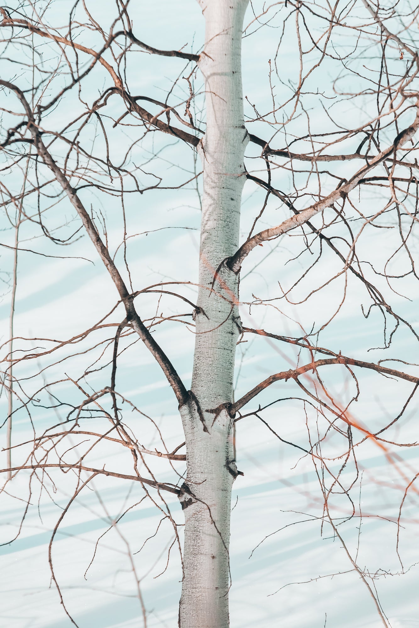 Networked, Jules Frazier Fine Art Photograph