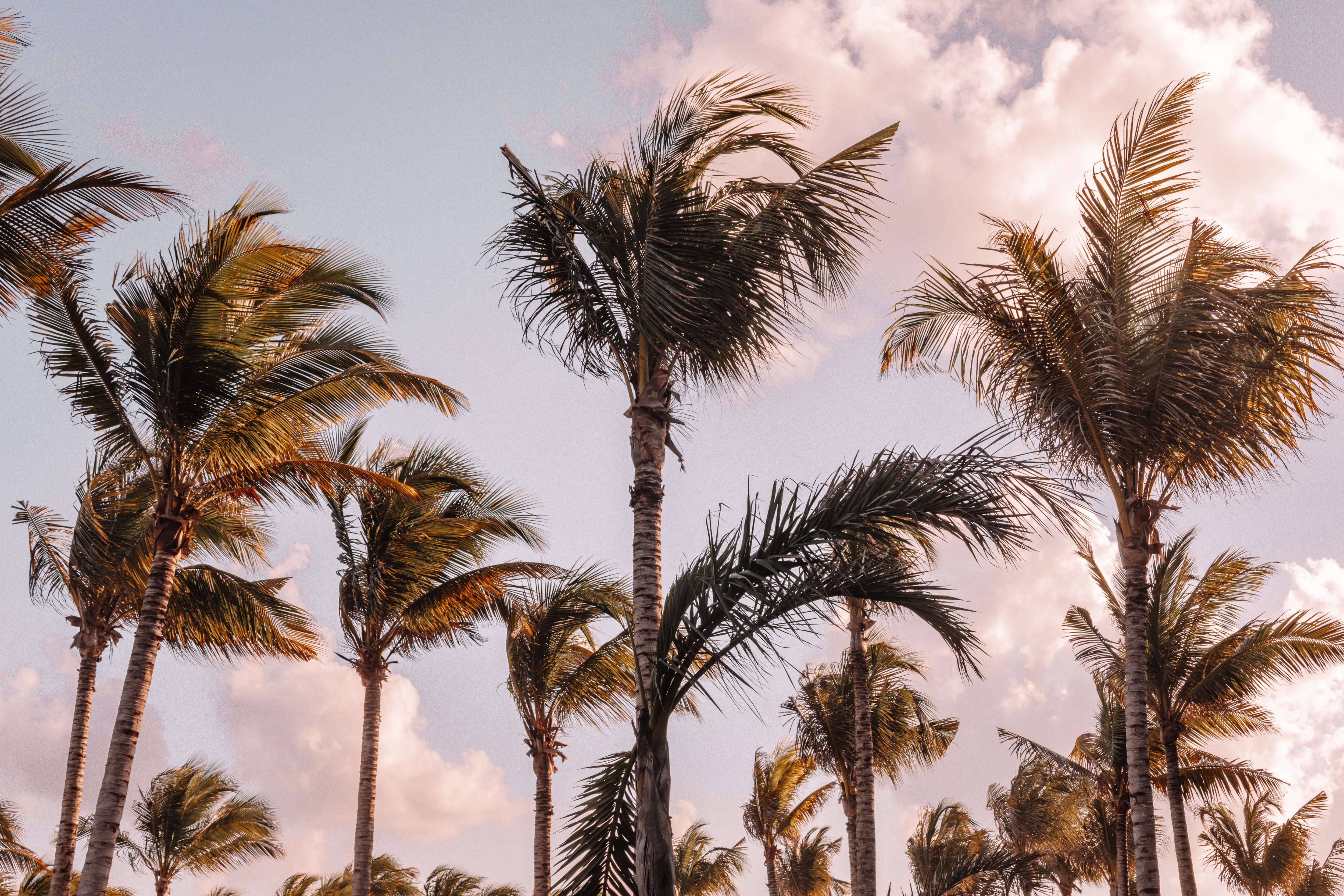 Tropical Maui, Jules Frazier Fine Art Photograph