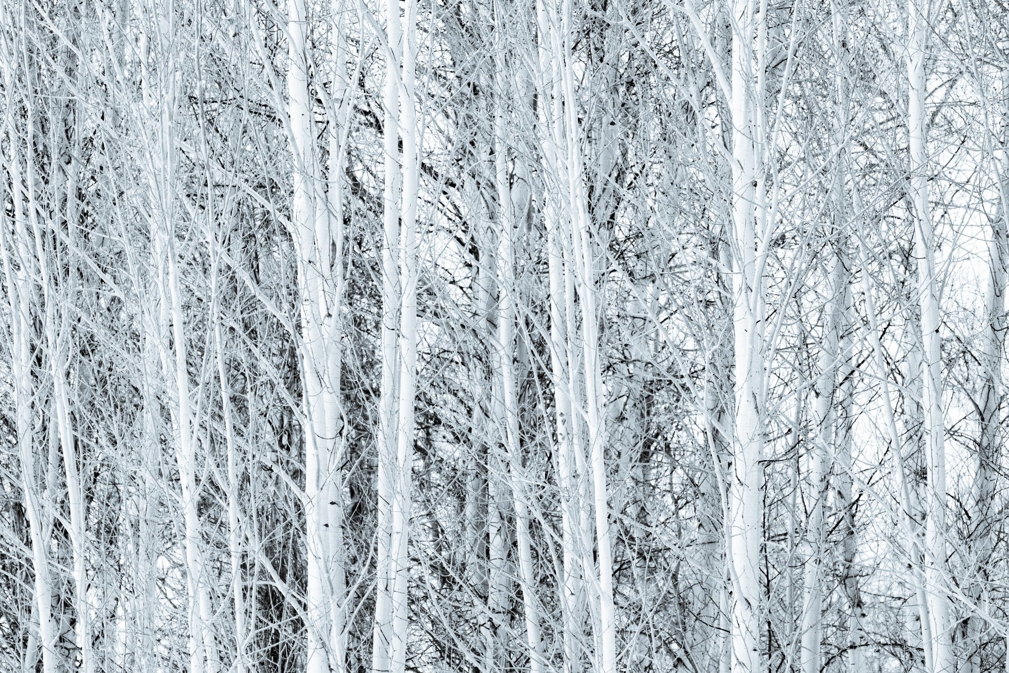 White trees, Jules Frazier Fine Art Photograph