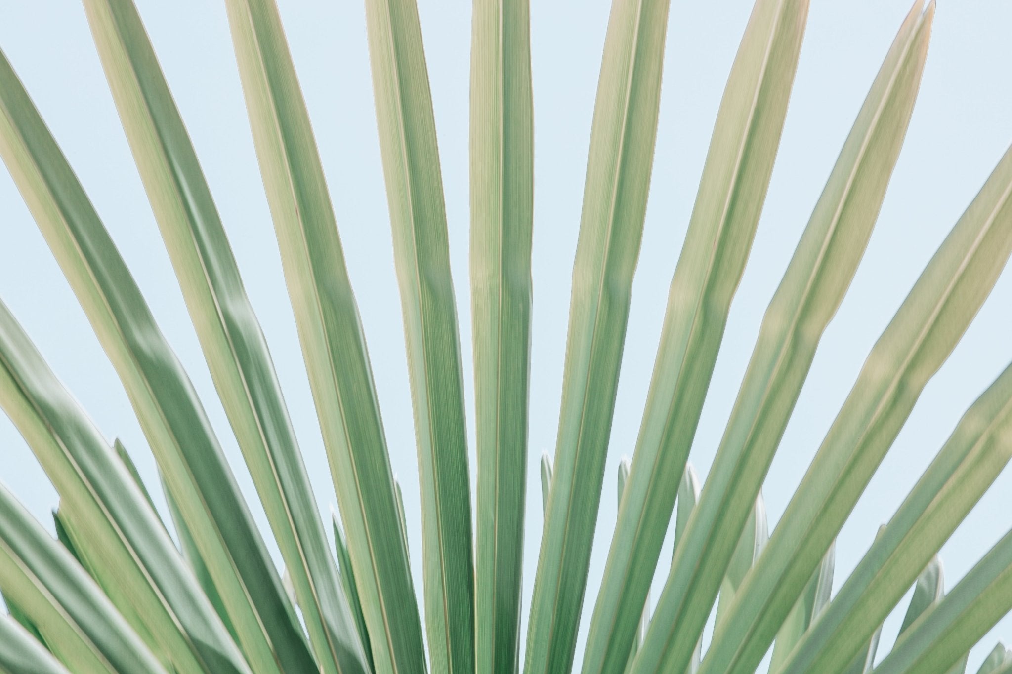 Windmill Palm No.1, Jules Frazier Fine Art Photograph