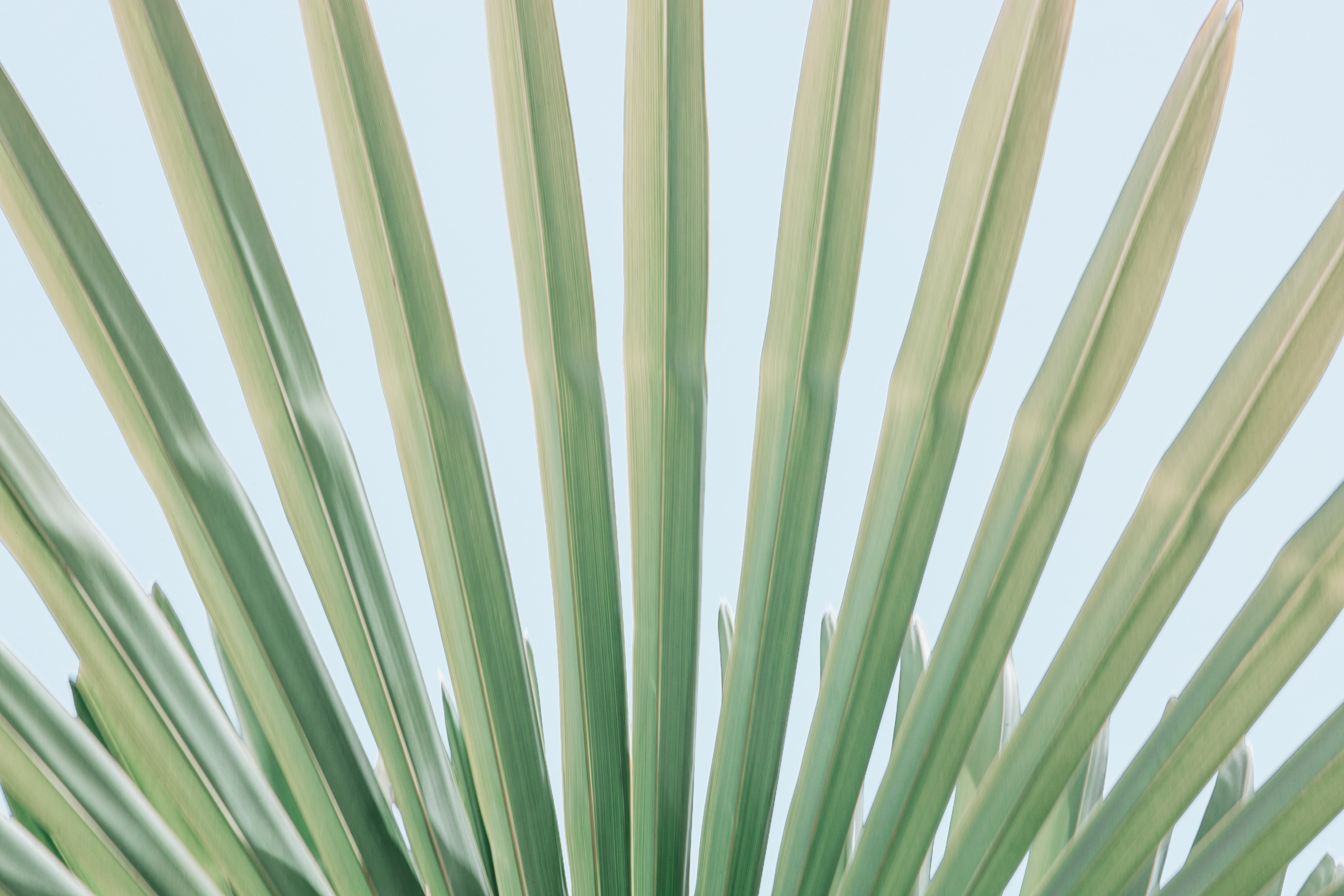Windmill Palm No.1, Jules Frazier Fine Art Photograph
