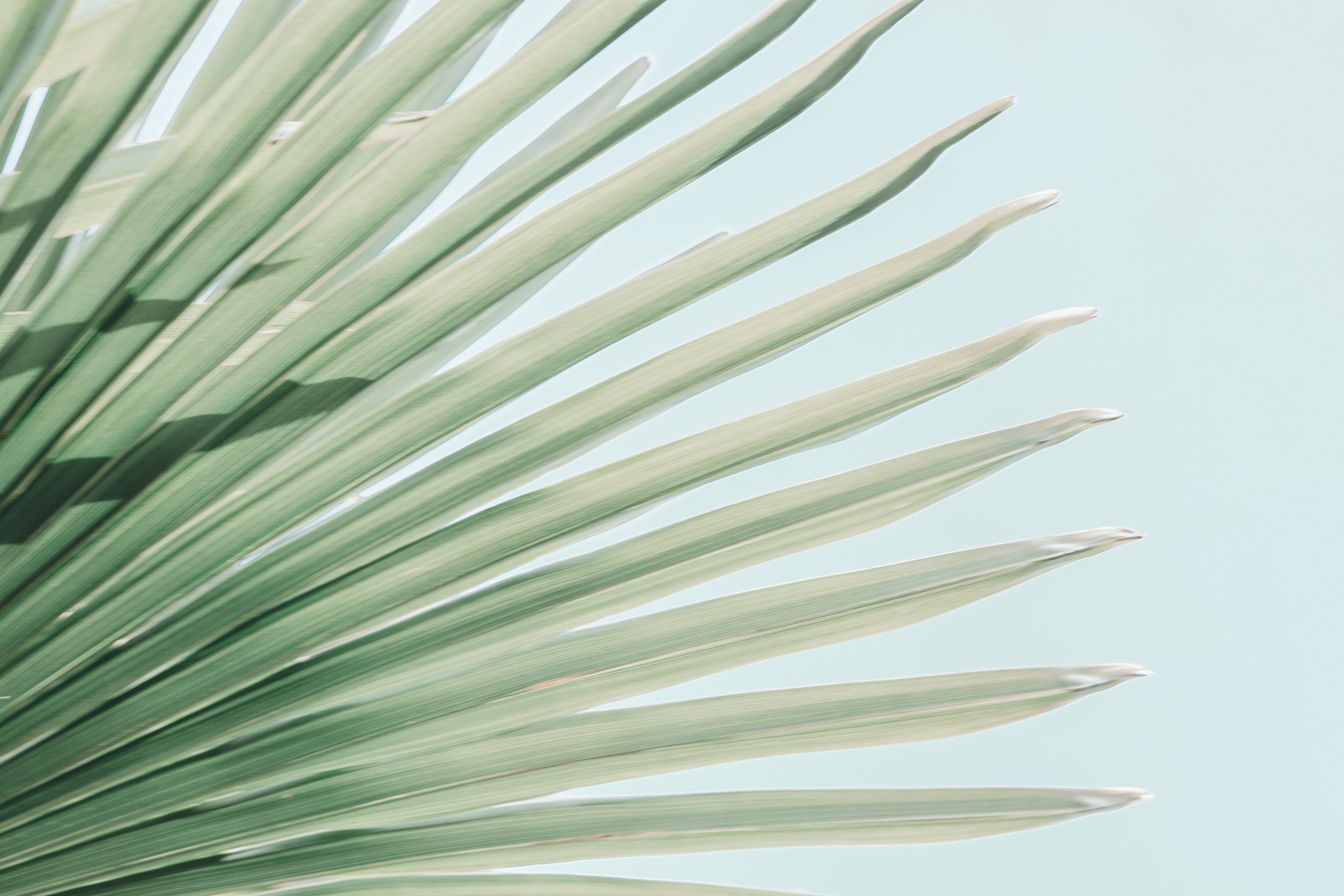 Windmill Palm No.2, Jules Frazier Fine Art Photograph